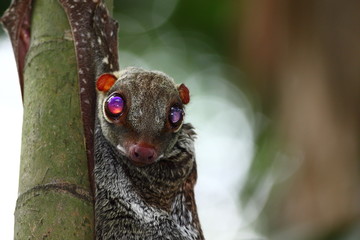 Colugo, flying lemur in the wilderness