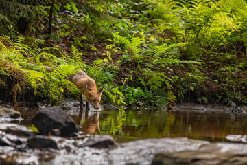Drinking young fox in its natural habitat in a forest with river
