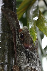 Colugo, flying lemur in the wilderness