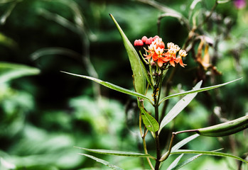enchanting close up of a tropical bloom