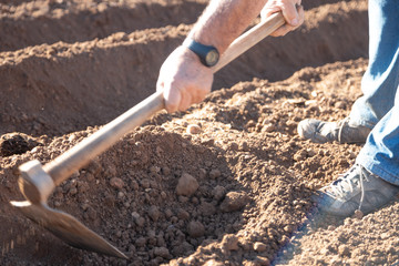 farmer preparing land with hoe to plant potatoes