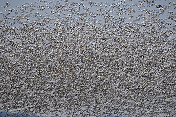 Blizzard of snow geese in flight as they engage in their annual spring northward migration.