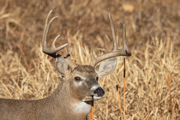 Buck Whitetail Deer in Colorado in Autumn