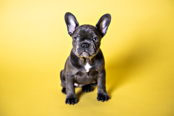 Black French bulldog puppy over a yellow background