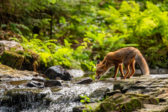 Drinking young fox in its natural habitat in a forest with river