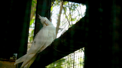 The white parrot is lonely in the cage.