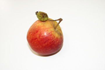 Apple with a small apple on a branch on a white background