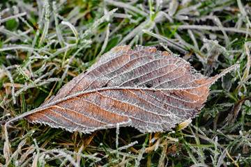 Herbstlaub gefroren im Winter