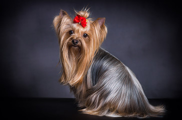long haired yorkshire terrier dog looking