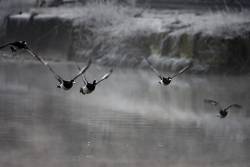 Enten im Winter bei Nebel im Flug