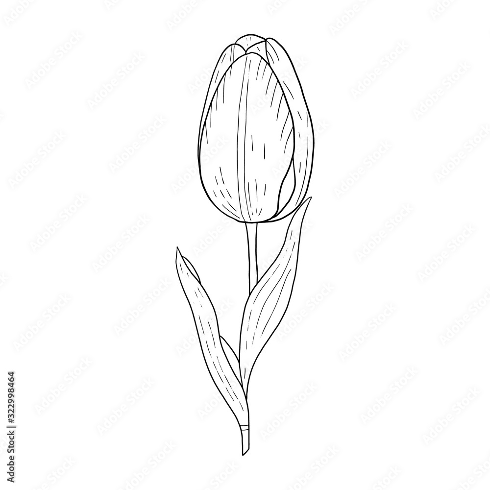 Wall mural tulip hand drawn outline drawing.black and white image.stylized image of a tulip flower.one tulip is