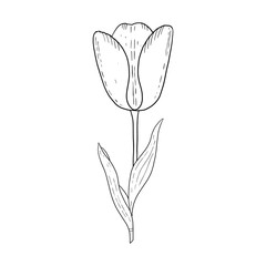 Tulip hand drawn outline drawing.Black and white image.Stylized image of a Tulip flower.One Tulip isolated on a white background.Vector