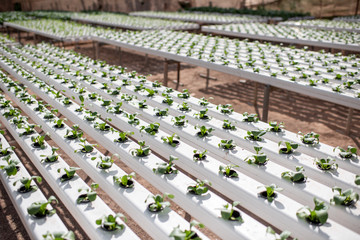 Green lettuce growing on hydroponic system on the farm. Organic food, agriculture and hydroponics concept