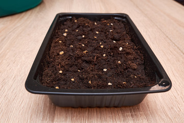 Seeds tomato and pepper planted in a plastic box on a wooden table in the house in spring. Seeds in the ground. seeds of plants and flowers preparation for planting on the table.