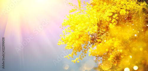 Mimosa Spring Flowers Easter background. Holiday backdrop, border art design. Blooming mimosa tree over blue sky, bright sun flare. Mother's Day. Garden, gardening. Spring holiday blossom