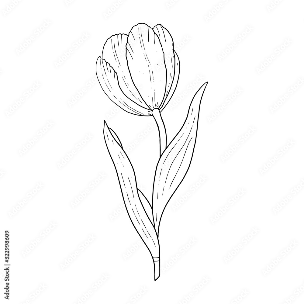 Wall mural tulip hand drawn outline drawing.black and white image.stylized image of a tulip flower.one tulip is