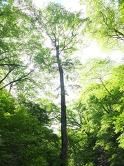 Fototapeta premium tree in the forest
