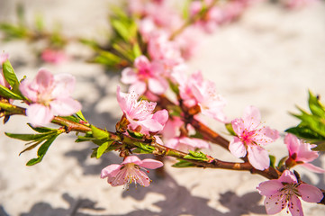 Natural beauty of flowering trees close-up. Spring gentle background of flowering trees. Romantic spring colors and place for text.