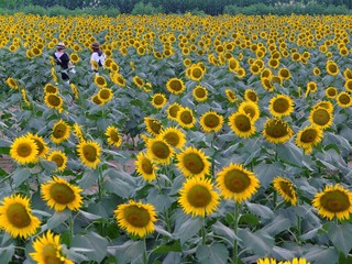 Obraz premium field of sunflowers
