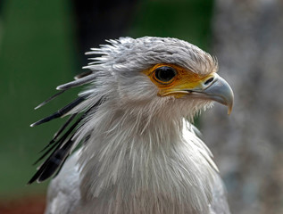 Secretarybird`s head. Latin name - Sagittarius serpentarius