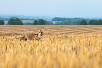 Young fox in its natural habitat in a harvested field of wheat