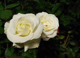 The white roses decorated on Valentine's Day.