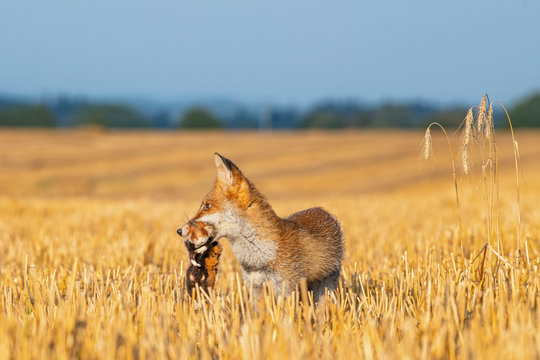 Young fox its natural habitat in a harvested field of wheat with dead hamster in mouth