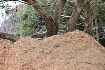 おがくずの山