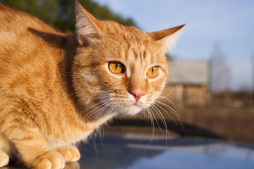 Frightened red cat sitting on a car on a sunny day. Street stray animals