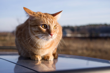 Frightened red cat sitting on a car on a sunny day. Street stray animals