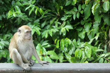 wild monkey in forest