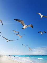 Seagulls flying around the beach and Caribbean sea