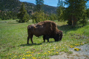 American bison grazing in field of Grand Teton National park, Wyoming ,USA