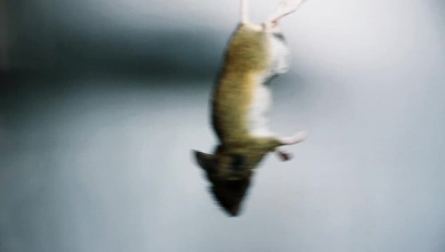 Dead mouse dangling from its tail. Video clip on white/grey background.