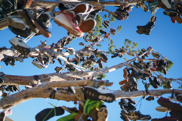 Shoe Tree at Hallelujah Junction on Highway 395, south of Susanville, California, north of Reno,...