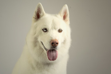 A incredibly cute and fluffy Husky dog, with a gorgeous blue blue eye and a vibrant orange one.