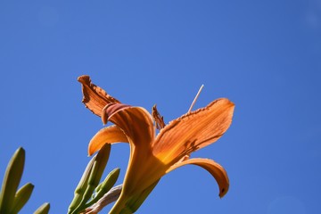 Lilie, Schwertlilie © Reinhard