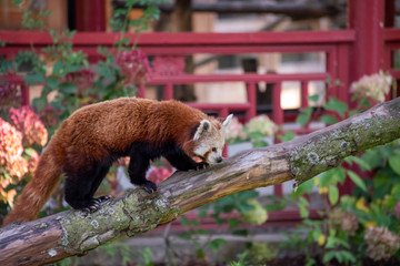 Fototapeta premium Panda roux
