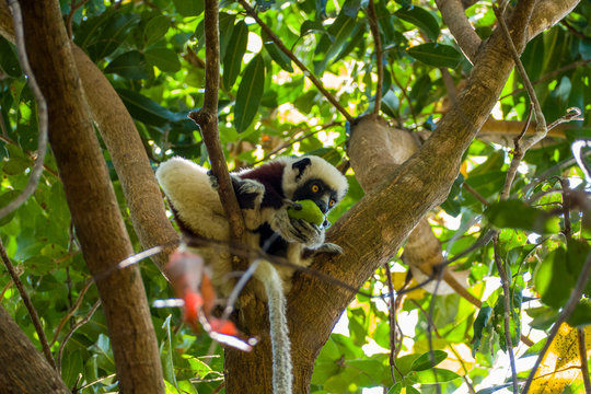 Coquerel's sifaka (Propithecus coquereli) eating a fruit in a tree in Madagascars Ankarafantsika National Park 