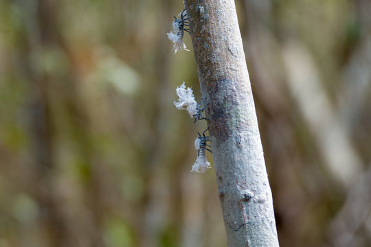 Beautiful small white Flatid Planthopper Nymphs, Phromnia Rosea, species from family Flatidae in the rainforest on Ankarafantsika National Park, Madagascar wildlife, Africa