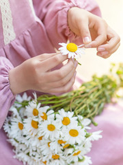 girl guesses on a daisy, children's hands hold daisies, daisy flowers in children's hands, tear off the daisy petals close-up