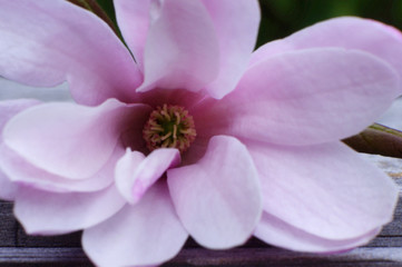 close up of a pink Magnolia flower 