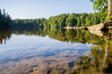 Blue water in a forest lake at sunset with green pine trees on a sunny summer day