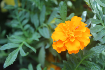 orange flower in the garden