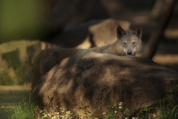 Grey wolf, wolf in the forest