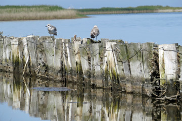 Obraz premium Two seagulls standing on a weathering wooden spur dyke at the sea; Isle of Fehmarn, Germany, Europe 