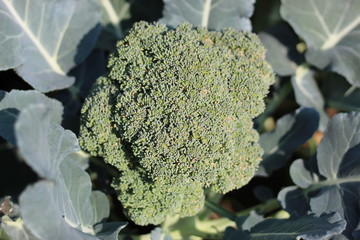 Broccoli is an edible green plant in the cabbage family whose large flowering head and stalk is eaten as a vegetable. The word broccoli comes from the Italian plural of broccolo, which means "the flow
