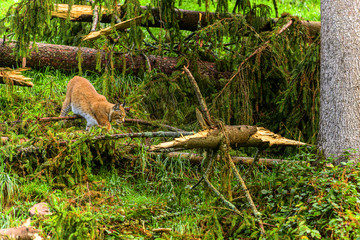 Luchs auf der Jagd