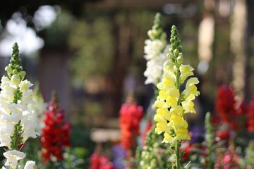 Lupinus, commonly known as lupin or lupine, is a genus of flowering plants in the legume family Fabaceae. The genus includes over 200 species, with centers of diversity in North and South America. Sma