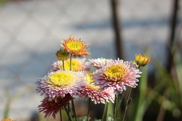 Chrysanthemums, sometimes called mums or chrysanths, are flowering plants of the genus Chrysanthemum in the family Asteraceae. They are native to Asia and northeastern Europe. Most species originate f